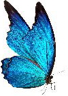 blue spotted butterfly
