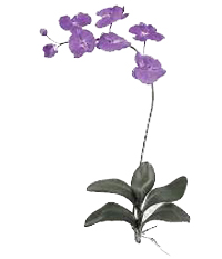 tall purple orchid