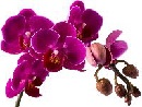 purple orchids on stems