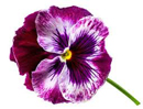 two tone pansy