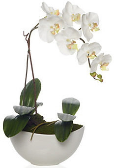 potted white orchid