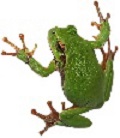 climbing frog